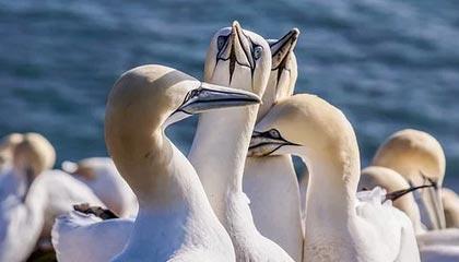 接机女球迷吐槽詹姆斯：哎哎哎这就走了，这都不看我们一眼