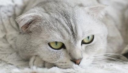 【德甲】科曼破门卢卡斯伤退 拜仁1比1不莱梅